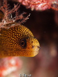 Gymnothorax miliaris (goldentail moray). (f/8, 1/80, ISO-... by E&e Lp 
